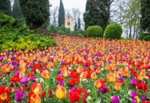 Tulipanomania . Tulipani a km meno di mille. tulipanomania