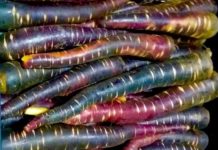 Biodiverse Tourism: carrots from Polignano and Tiggiano in Puglia carota di polignano